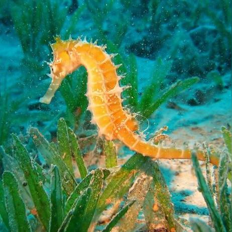 重磅揭秘，最新黑科技动物TOP10排名榜！神奇生物颠覆你的认知！