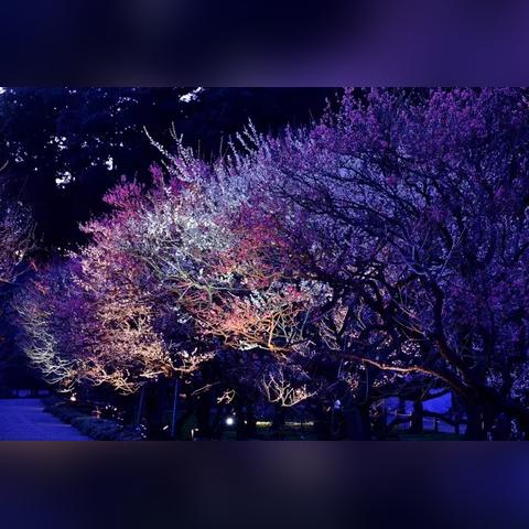 东京周边旅行全攻略，最新探索周边美景指南，不容错过！