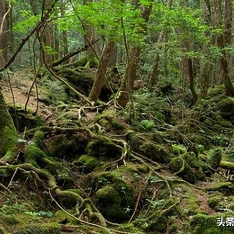 恐怖树林神秘现象揭秘，最新拍摄视频探索未知世界