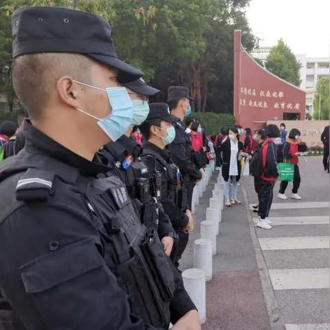 福建红塔树价格走势揭秘，最新动态与预测分析