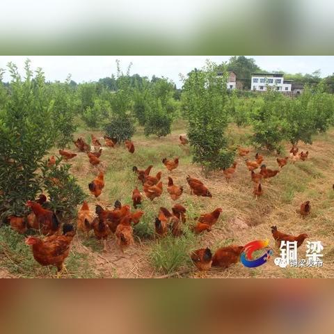 铜梁小林旅游全攻略，探秘自然风光与人文魅力