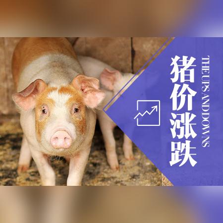 运城生猪价格今日行情及市场走势深度解析，最新动态与影响因素探讨