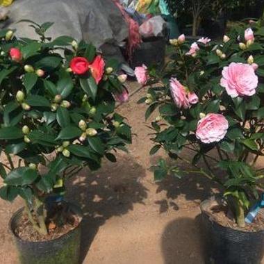 揭秘茶花落叶烂根原因及防治策略，全方位解析一篇文章搞定！