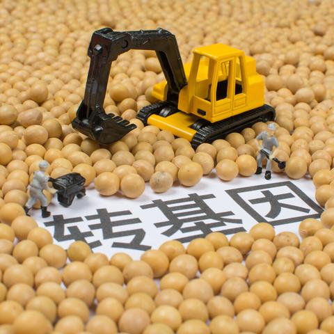 最新大豆价格行情，市场走势深度分析与预测报告