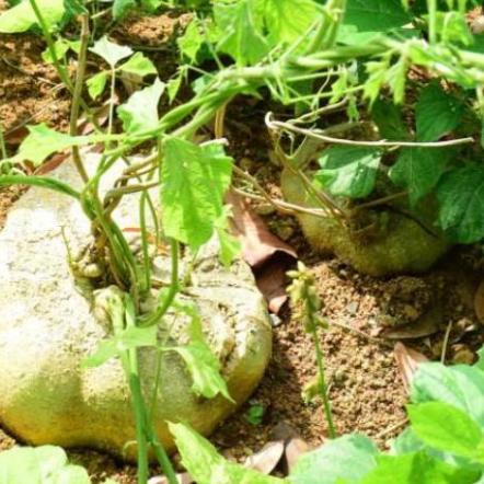 品牌宠物地瓜荣登前十榜单，揭秘地瓜成为宠物新宠的背后原因！