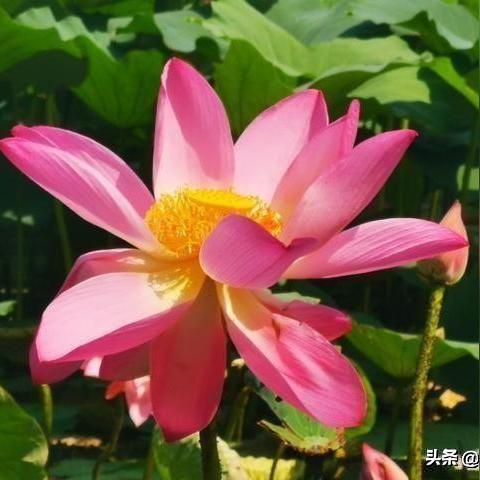 长春荷花盛宴全攻略，与荷花完美逅遇的旅行指南