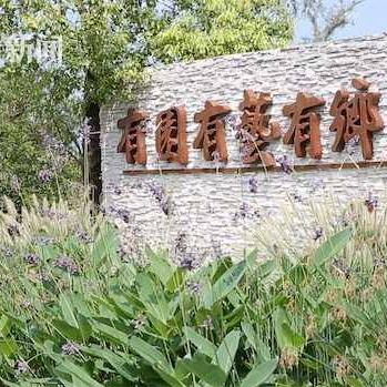 今日黄杨全新动态，揭示崭新面貌与发展进展新闻速递