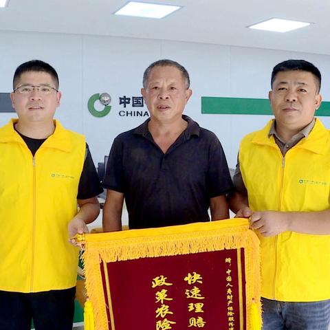九江蛋鸡最新消息，行业趋势与市场动态速递