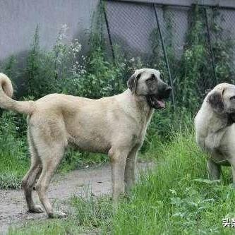 护卫犬品种大盘点，精选前十名护卫狗排名与特点解析