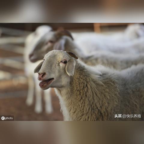 专业视频带你走进养羊新世界，揭秘养羊业奥秘