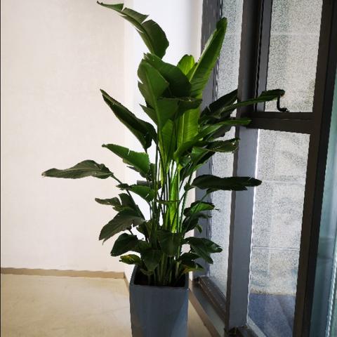 网红植物排行榜TOP10，带你探秘热门植物的世界