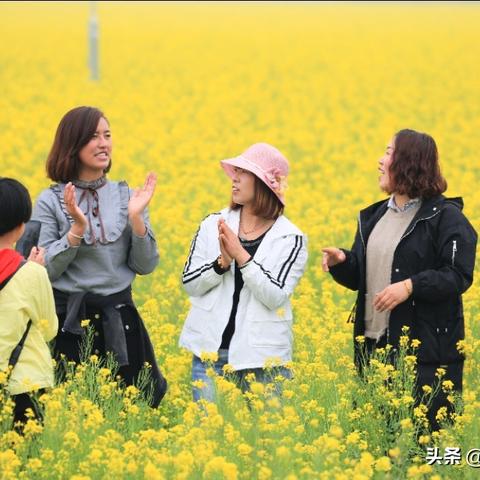 山西花海畅游指南，自然之美的花的海洋旅游攻略