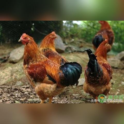 今日全国鸡价走势分析，最新动态与市场预测