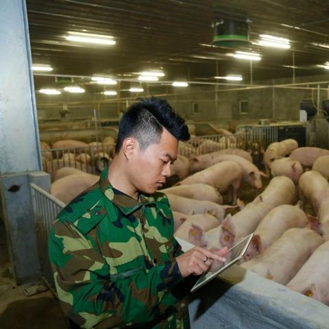 北欧农场全攻略，最新指南与深度体验