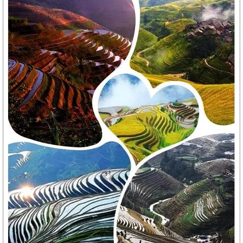 广州杜鹃自驾之旅，攻略秘籍，让你畅游不迷路！