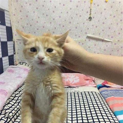 春天猫咪出游指南，与喵星人共赴大自然的温馨之旅