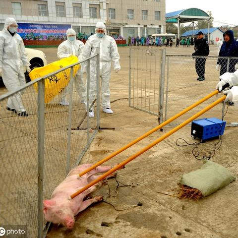 北方生猪价格最新动态揭秘，市场走势分析与精准预测