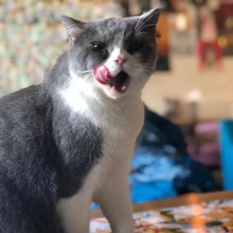 天津养猫公司TOP排行榜，揭秘宠物界的领军者！