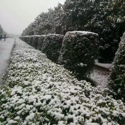 凤阳今日雪景实时更新，冬日画卷美不胜收