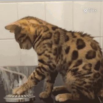 揭秘猫咪野性之王的品种排名TOP10！