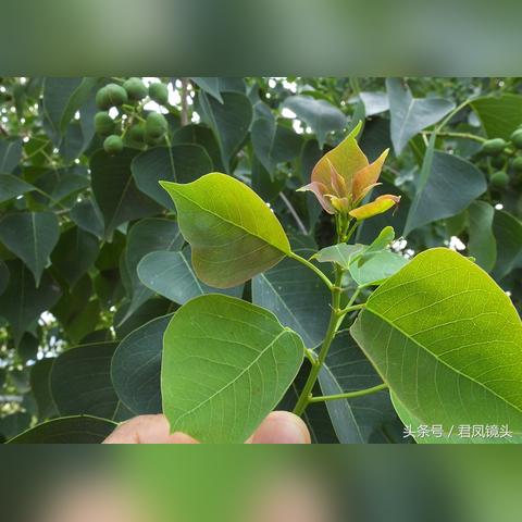百度热议揭秘，心慌症状背后的真相与应对策略
