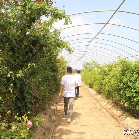 庆阳农场自然之美与农场生活体验全攻略