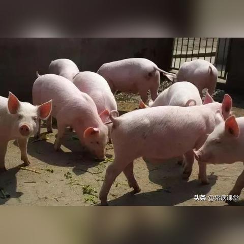 最新仔猪价格行情，今日市场走势分析及预测报告