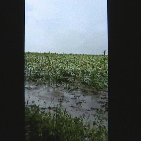 榆树今日玉米价格走势及市场分析，最新行情概览
