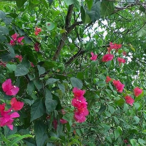 怒江赏花攻略揭秘,十大绝美胜地不容错过