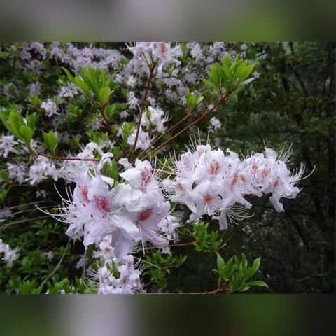 怒江赏花攻略揭秘，十大绝美胜地不容错过