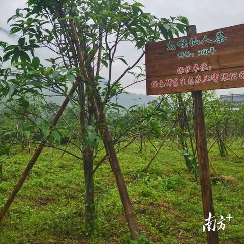 海丰莲花镇揭秘新发展新变化，小镇崛起新闻头条