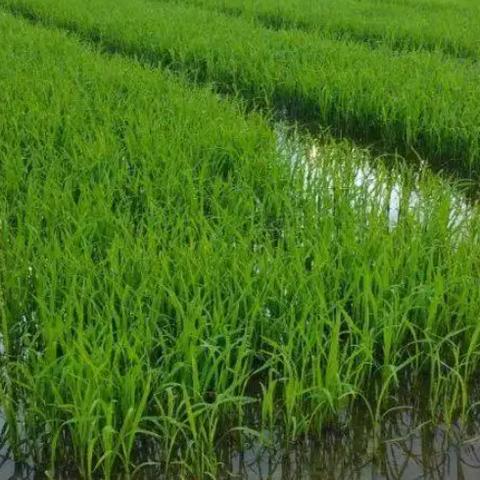 今日大米市场动态，市场走势、种植概况与未来展望速递