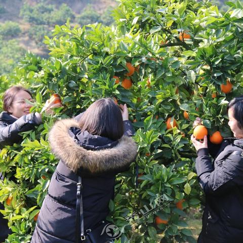 雅江美食榜单TOP10，味蕾盛宴，不容错过！
