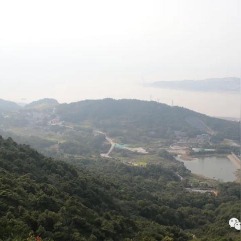 杨梅交易最新动态，今日市场走势揭秘