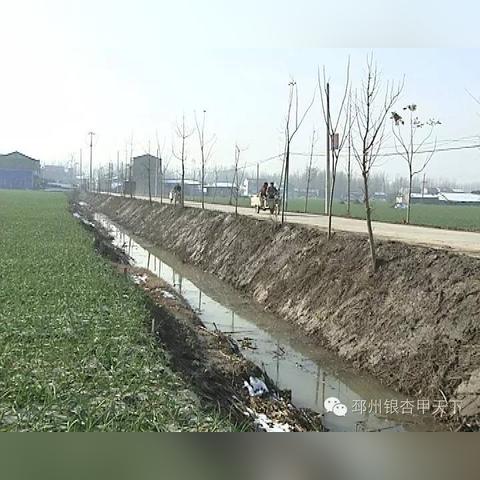 邳州毛蒜今日价格大揭秘，最新动态，一网打尽！