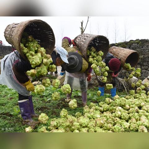 酉阳地区搬货公司排名揭晓，优质搬运服务企业的解读