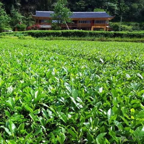 山东茶艺培训公司排名揭晓，专业茶艺教育的魅力与力量探索