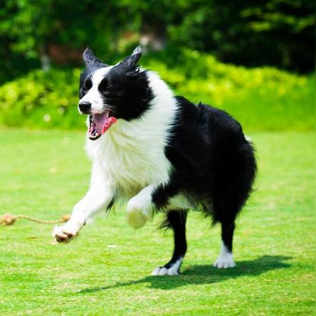 全球犬类大揭秘，探寻狗狗的荣耀排名与地位