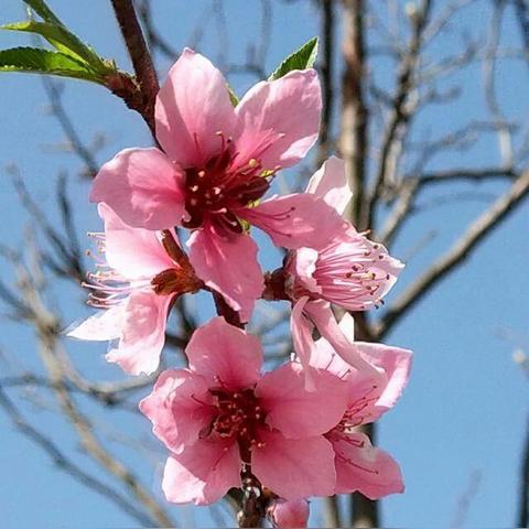 百度收录推荐，桃花盛开时，三月天的魅力展现