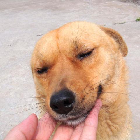 热门杂食狗狗品种大盘点，前十名犬种全解析