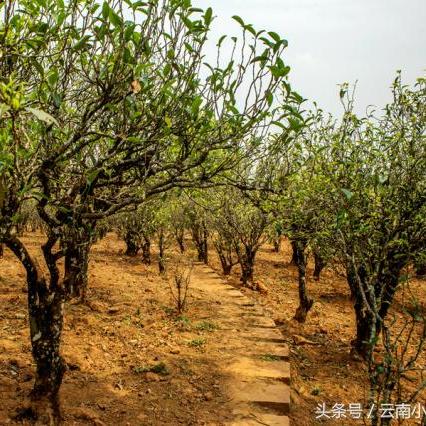 云南小程序开发公司性价比排名大揭秘！