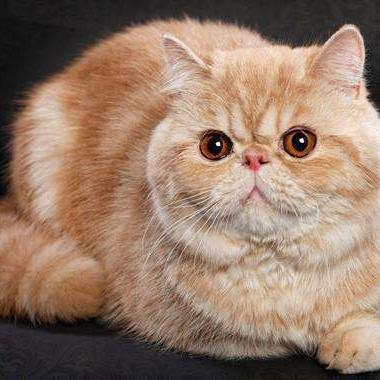 全球宠物界的明星魅力揭秘，狗猫排名榜单重磅来袭！