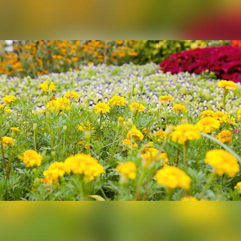 芜湖城市大改版，迈向未来，新颜焕发，发展开启新篇章