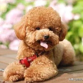 泰迪犬价格深度解析，最新行情与百度搜索指南