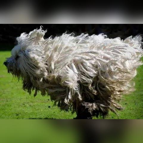 揭秘全球最聪明的狗狗品种排名榜单！