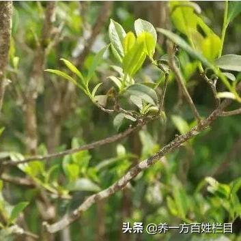 励志天山绿茶，滋养心灵，品味人生语录