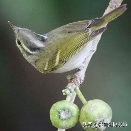 探秘鸟类歌唱，独特叫声与呼唤艺术的奇妙世界
