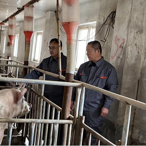 全球养猪大国排名揭秘，背后的故事令人惊叹！