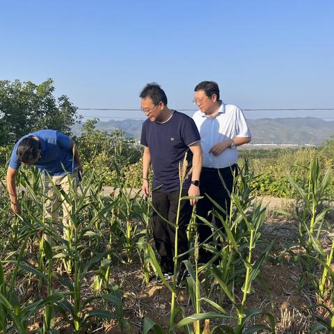 南阳淅川干旱危机，最新消息及应对策略揭秘