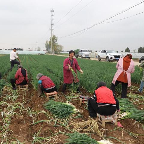 南阳蒜苗最新行情揭秘，市场走势与种植户心态分析报告